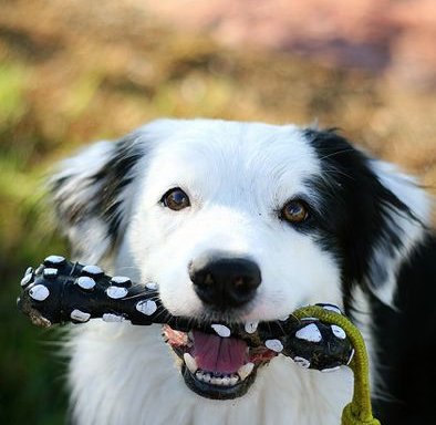 Photo of The Happy Dog - Dog Walking Service