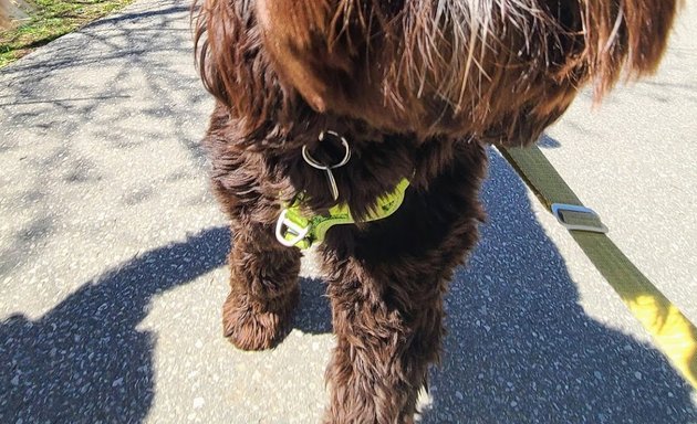 Photo of Snouts Out Dog Walking & Boarding