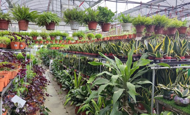 Photo of Greenish City GardenMart - Plants Nursery & Landscape