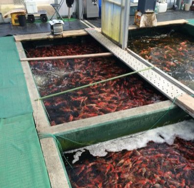 Photo of Japanese Koi For Sale UK- Quality Nishikigoi