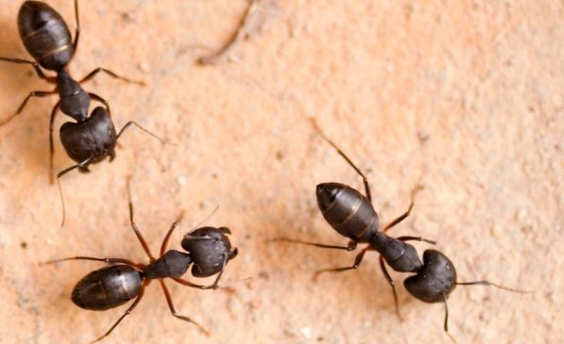 Photo of Pest Control Abbotsford | Advance Ltd Pest Exterminators Ants ,Bed Bugs,Rat ,Cockroach,Mice