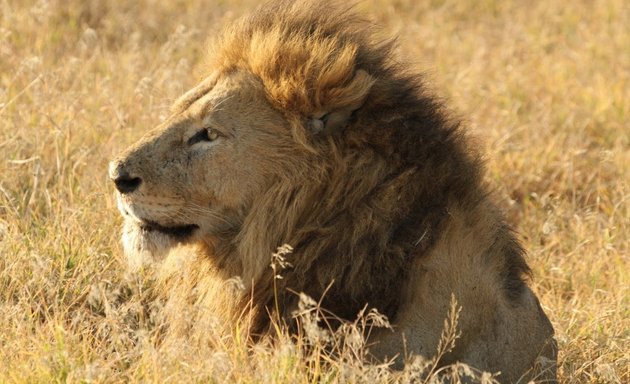 Photo of Africa Easy - Safaris