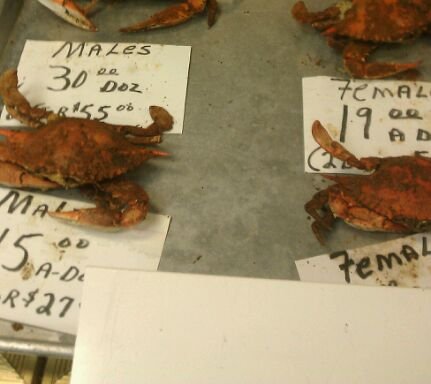 Photo of Waverly Crabs