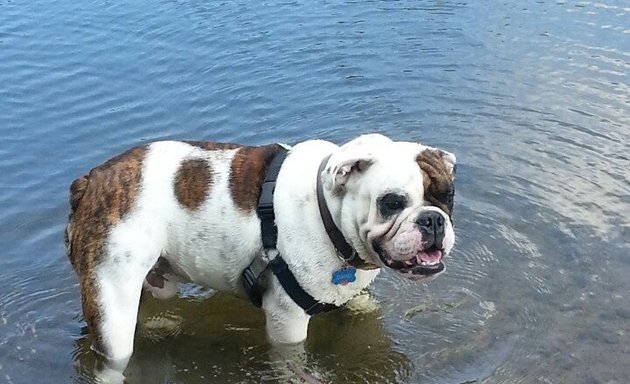 Photo of Prospect Park Dog Beach