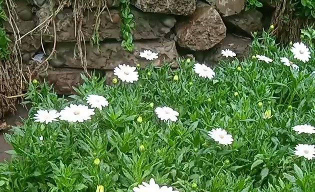 Foto de Viveros Flores del Peru SAC