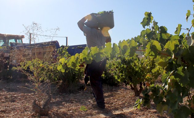 Foto de Tesoro del Mediterráneo - Tienda online de vinos, aceites y productos mediterráneos