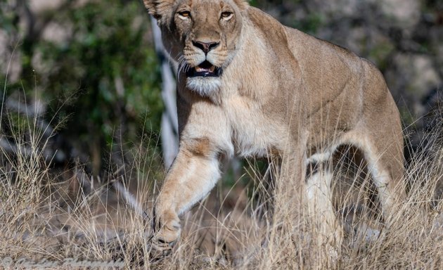 Photo of On-line Safari Tours