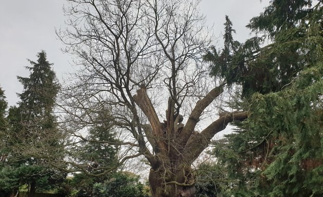 Photo of Minchenden Oak Garden