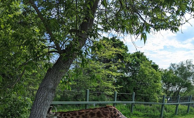 Photo of Giraffe exhibit