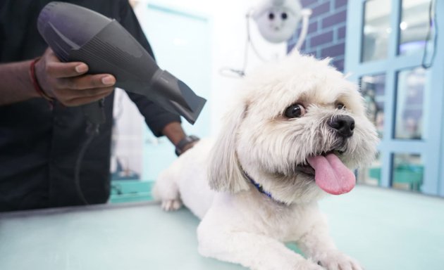 Photo of Just Groom - Best Luxury Pet Spa & Salon