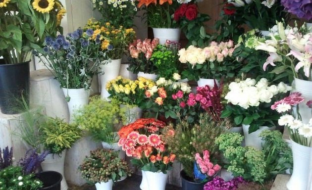 Foto von Blumen Wingen