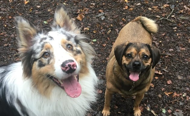 Photo of Buddies N Walkies