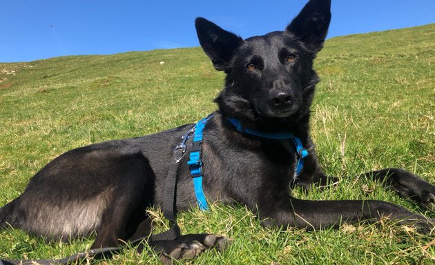 Photo of Even Better Dogs K9Training and Behaviour