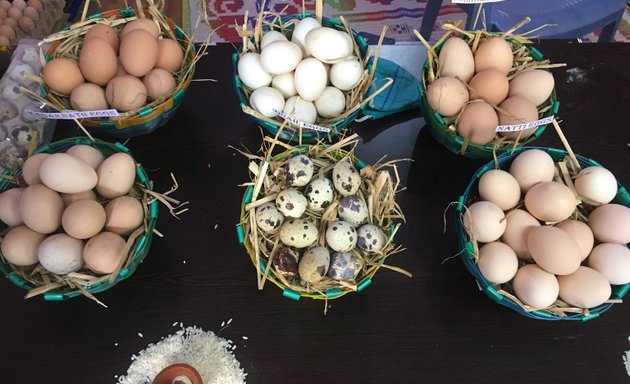 Photo of TM Variety Eggs