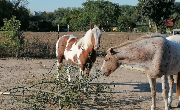 Foto von Kinderponyhof-Falkenberg