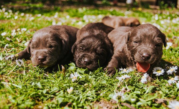 Photo of Dogsuru - Puppies & Dogs for sale in Bangalore