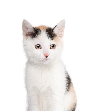 Photo of Fat kitten