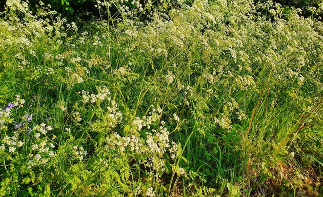 Photo of Wayside Green Open Space