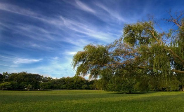 Photo of Kings Tree Service