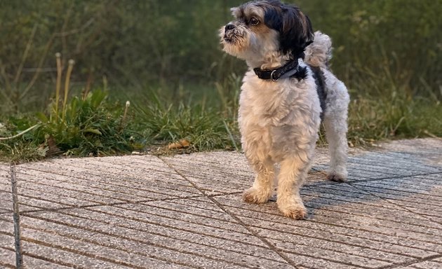 Foto de Pet´s Show peluquería canina