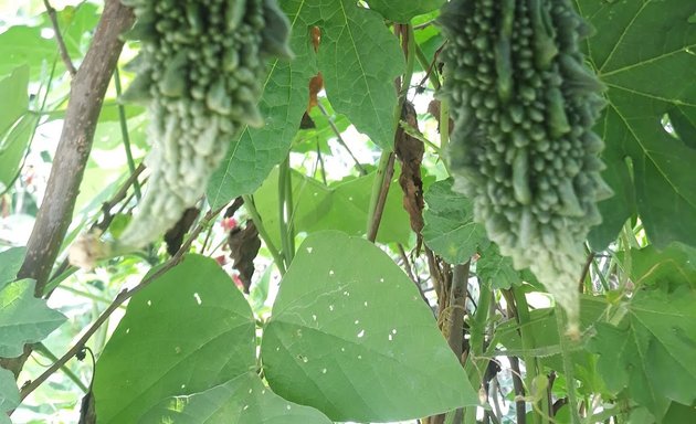 Photo of Biyas organic greens