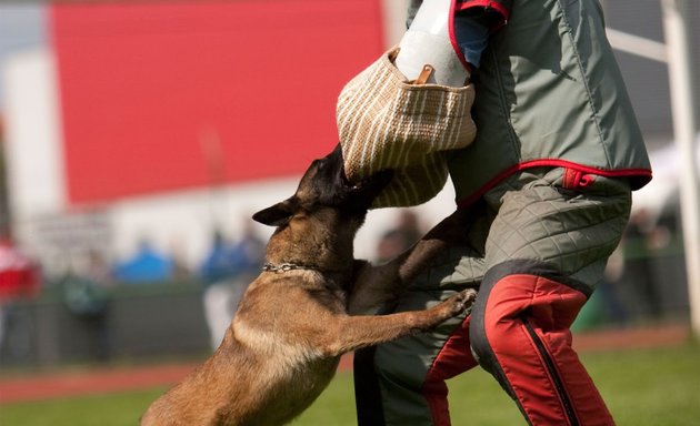 Foto de Adiestramiento canino Cepcan high perfomance dogs training