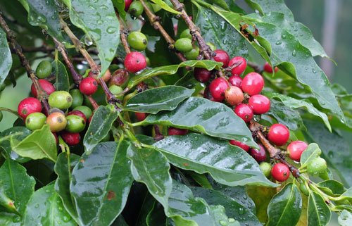 Photo of Coffee-Jamaican Blue Mountain Coffee
