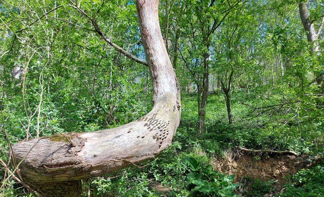 Photo of Micklefield Lucky Tree