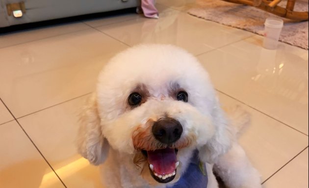 Photo of Oh My Dog Pets Salon