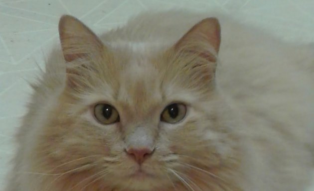 Photo of Portage Park Cat Sitter