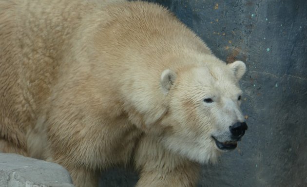 Photo of Tundra Trek