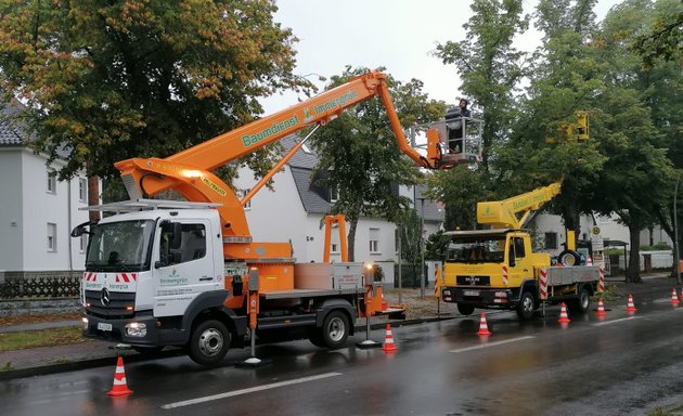 Foto von Immergrün Baumdienst