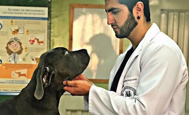 Foto de Servicios Veterinarios