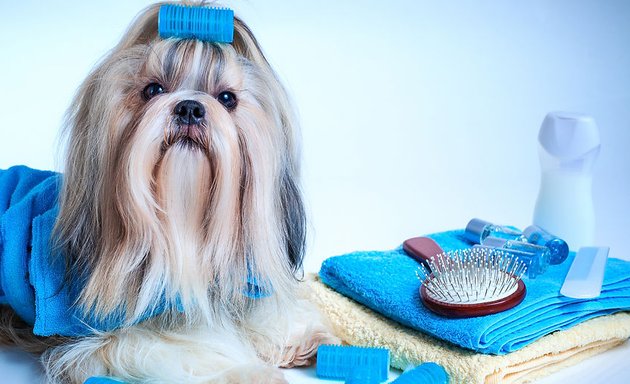 Photo of Oh My Dog Spa and Grooming