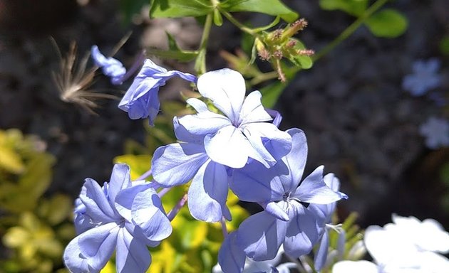 Foto de Vivero Sembrarte