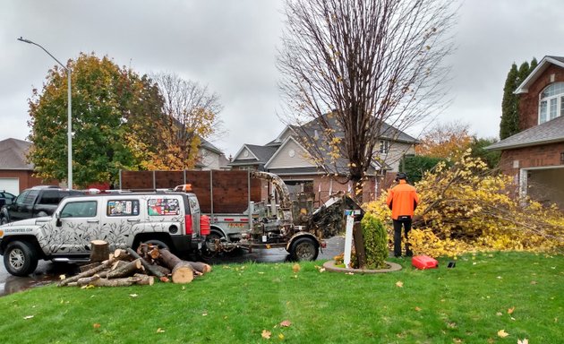 Photo of Solomon Tree Service