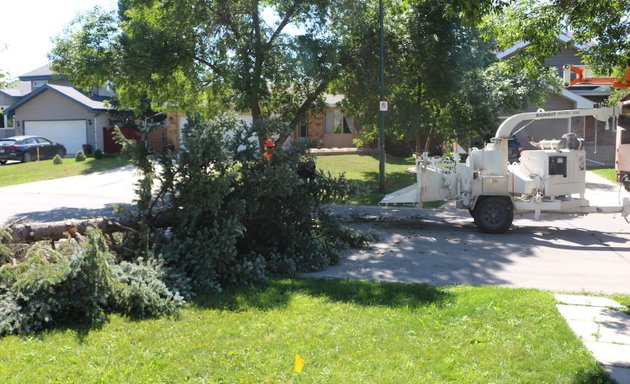 Photo of Timber Tree Removal