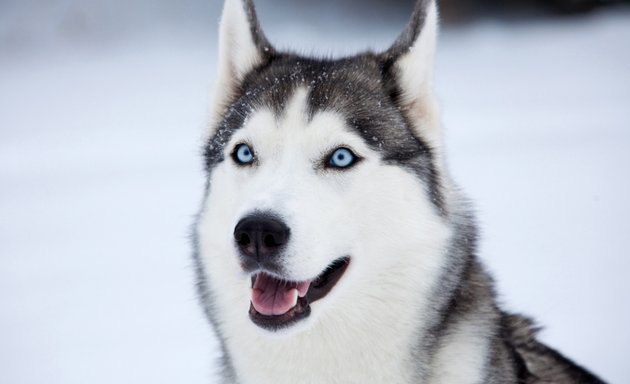 Foto von City-Hundetrainerin Barbara Nehring