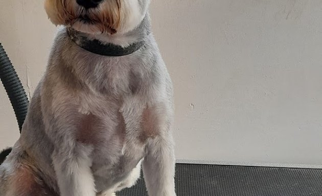 Photo of Rachel's dog grooming service - Latchford