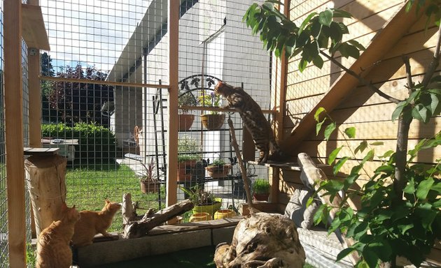 Photo de L'entr'chats pension féline sur Lyon