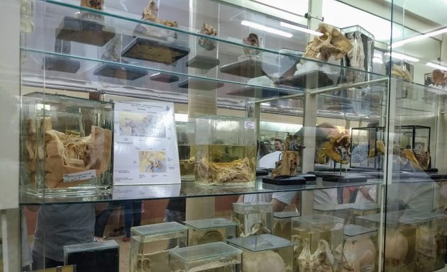Foto de Museo Anatómico "Pedro Ara" | F.C.M.