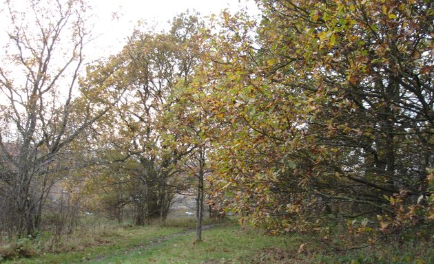 Photo of Grove Park Nature Reserve