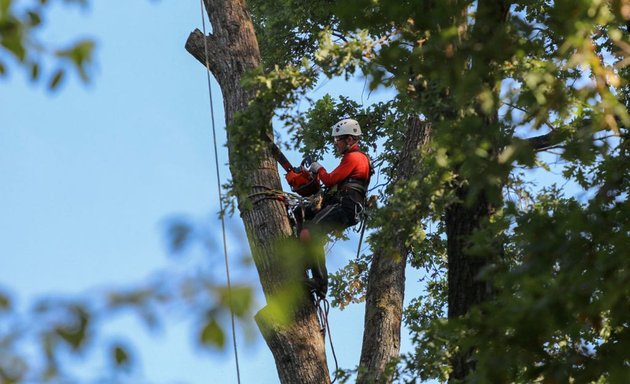 Photo of Chuckwood Tree Service