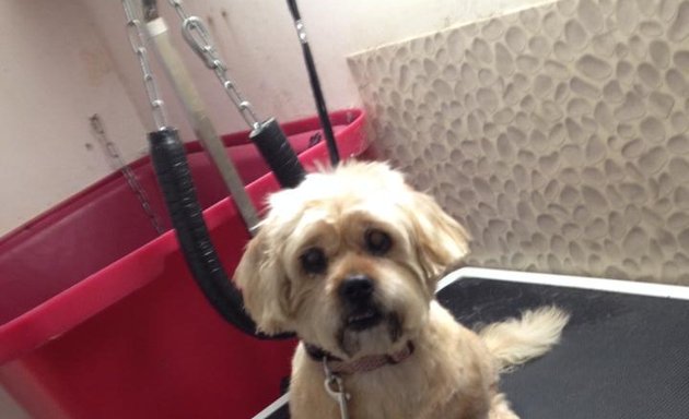 Photo of Dog Grooming Services