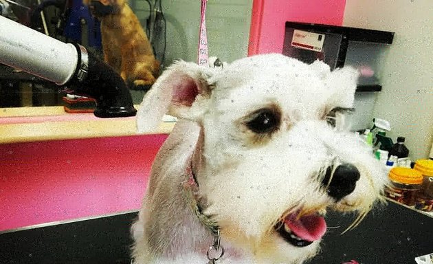 Photo of Bubbles Dog Grooming