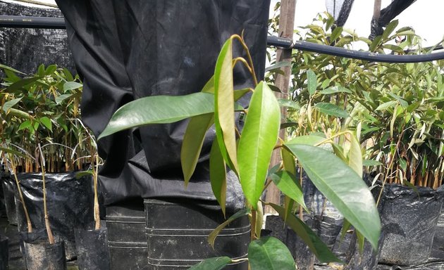 Photo of Wangi Durian Nursery