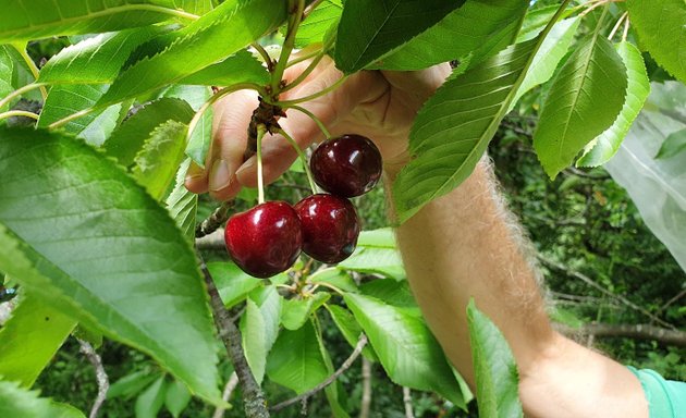 Photo of Kingston Edible Forest 2100