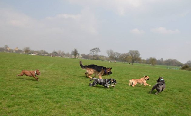 Photo of Victoria Pets - dog walking & boarding