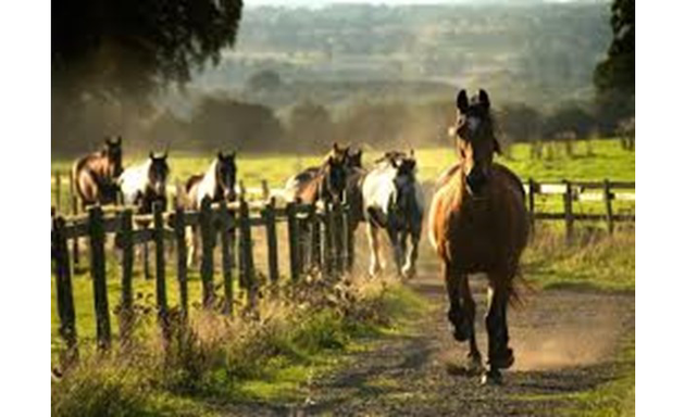 Photo of Old Bexley Equestrian Centre