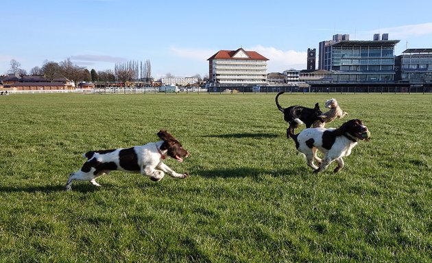 Photo of Good Boy Dog Walker York